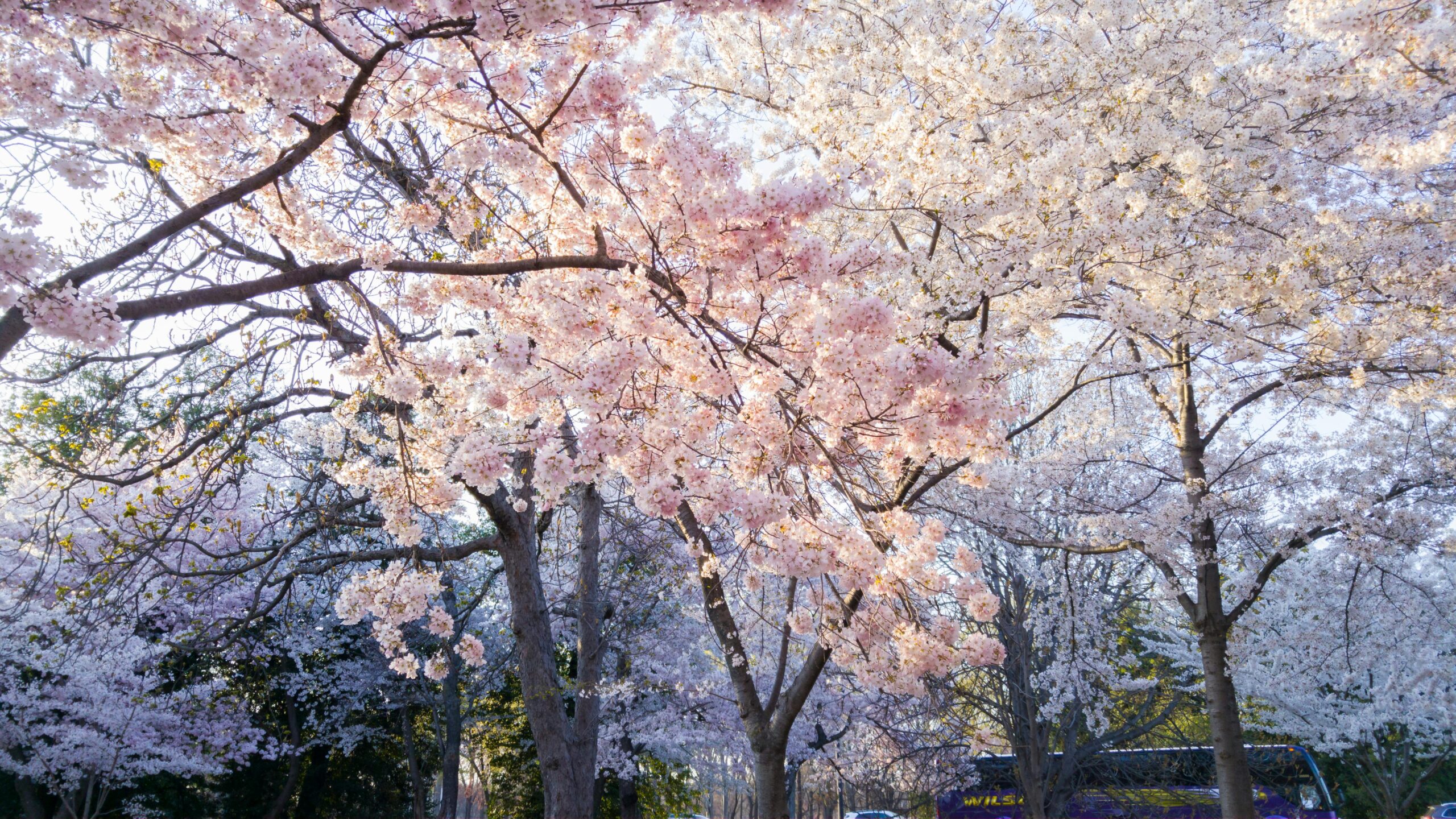 Apricot Blossom Festival